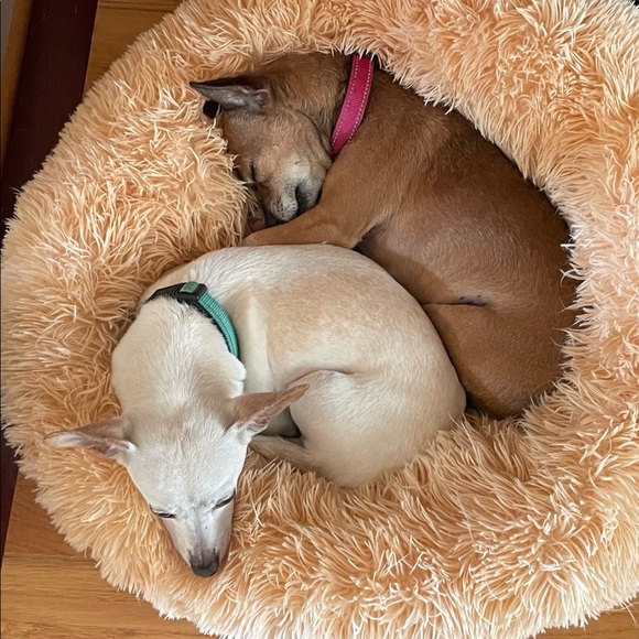 Meet your Posher, Brenda - Picture 3 of 4